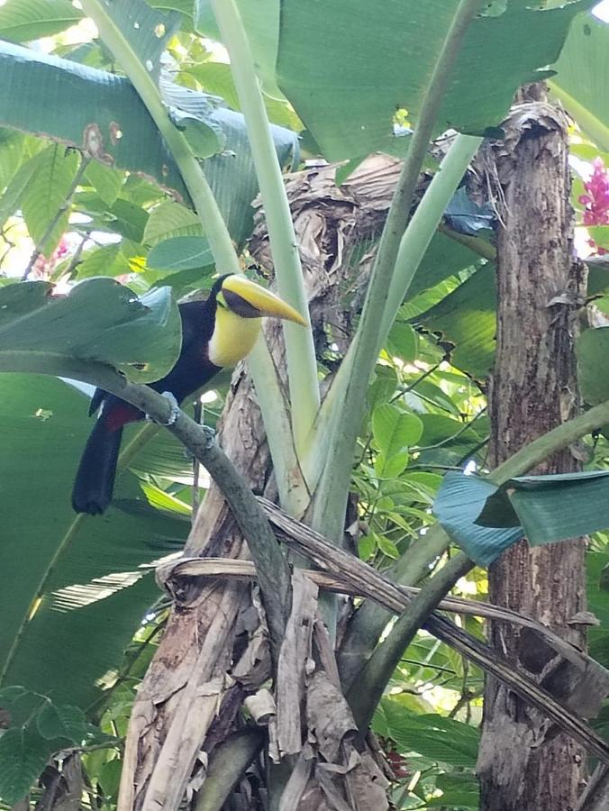 Happy Monkeys Villa Puerto Jimenez Bagian luar foto