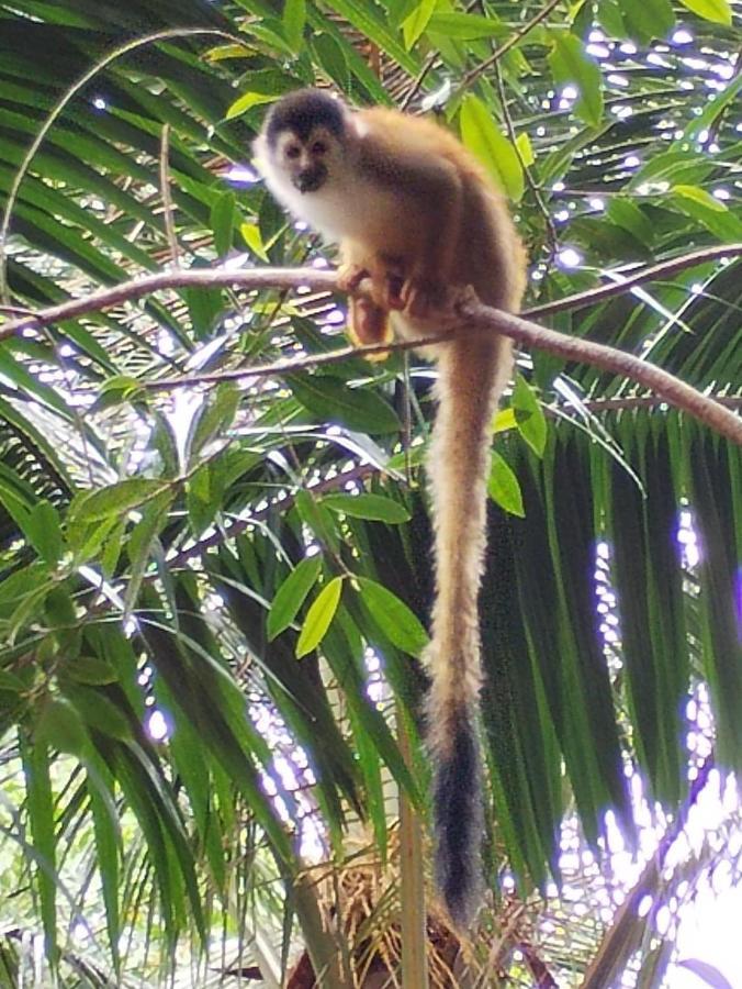 Happy Monkeys Villa Puerto Jimenez Bagian luar foto